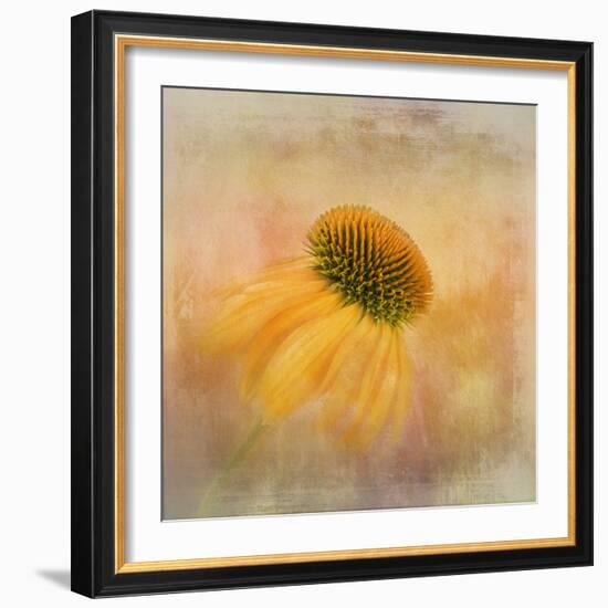 Echinacea in Yellow-Gaille Gray-Framed Photographic Print