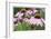 Echinacea Party-Stacy Bass-Framed Giclee Print