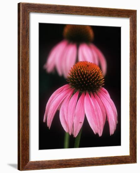 Echinacea Plant-null-Framed Photographic Print