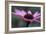 Echinacea Purpurea-Maxine Adcock-Framed Photographic Print