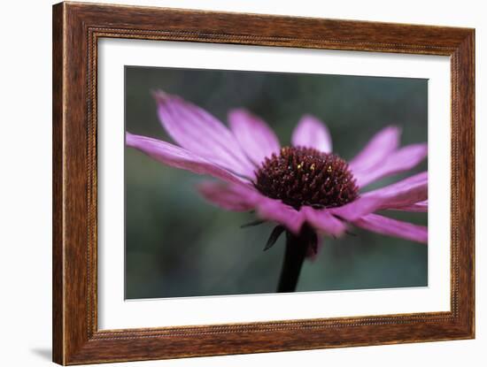 Echinacea Purpurea-Maxine Adcock-Framed Photographic Print