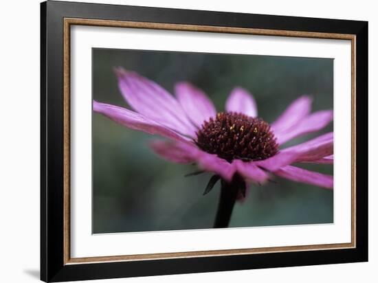 Echinacea Purpurea-Maxine Adcock-Framed Photographic Print