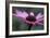 Echinacea Purpurea-Maxine Adcock-Framed Photographic Print