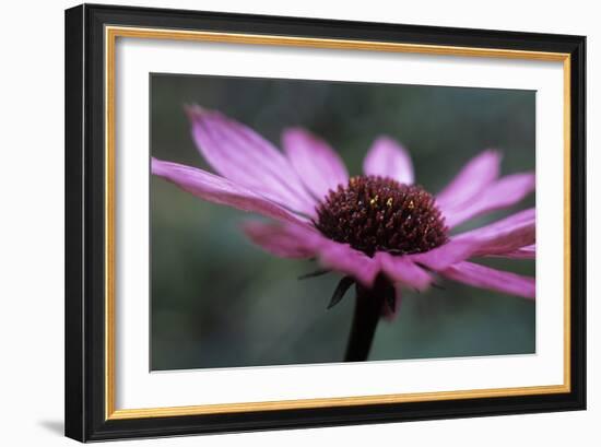 Echinacea Purpurea-Maxine Adcock-Framed Photographic Print