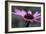 Echinacea Purpurea-Maxine Adcock-Framed Photographic Print