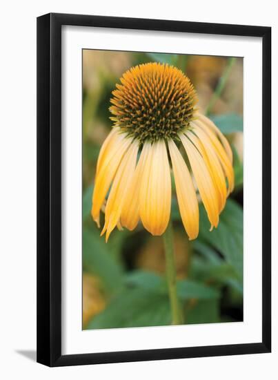 Echinacea V-Erin Berzel-Framed Photographic Print