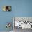 Echinacea VI-Erin Berzel-Photographic Print displayed on a wall