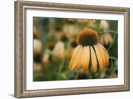 Echinacea VII-Erin Berzel-Framed Photographic Print