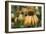 Echinacea VII-Erin Berzel-Framed Photographic Print