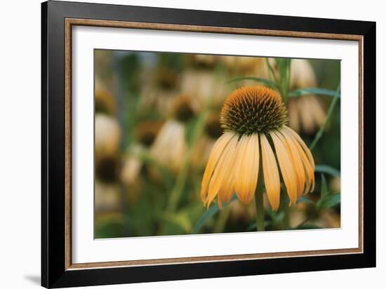 Echinacea VII-Erin Berzel-Framed Photographic Print