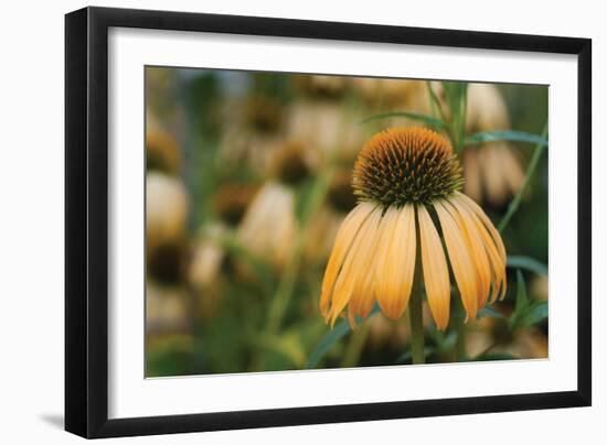 Echinacea VII-Erin Berzel-Framed Photographic Print