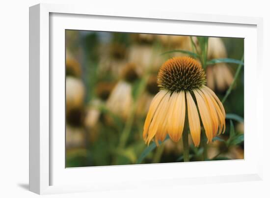 Echinacea VII-Erin Berzel-Framed Photographic Print