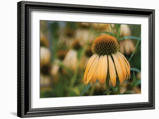 Echinacea VII-Erin Berzel-Framed Photographic Print