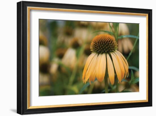 Echinacea VII-Erin Berzel-Framed Photographic Print