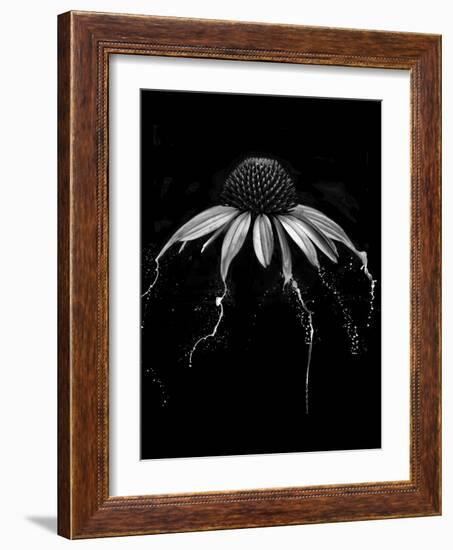 Echinacea-Lori Hutchison-Framed Photographic Print