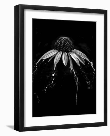 Echinacea-Lori Hutchison-Framed Photographic Print