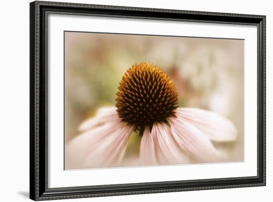 Echinacea-Jessica Jenney-Framed Giclee Print