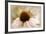 Echinacea-Jessica Jenney-Framed Giclee Print