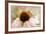 Echinacea-Jessica Jenney-Framed Giclee Print