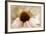 Echinacea-Jessica Jenney-Framed Giclee Print