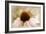 Echinacea-Jessica Jenney-Framed Giclee Print