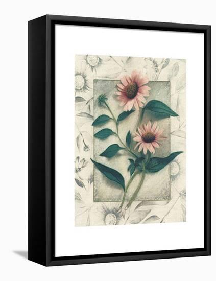 Echinacea-Julie Nightingale-Framed Stretched Canvas