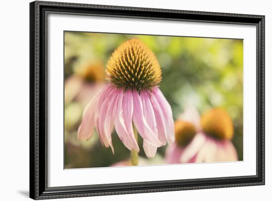 Echinancea Study II-Jason Johnson-Framed Photographic Print