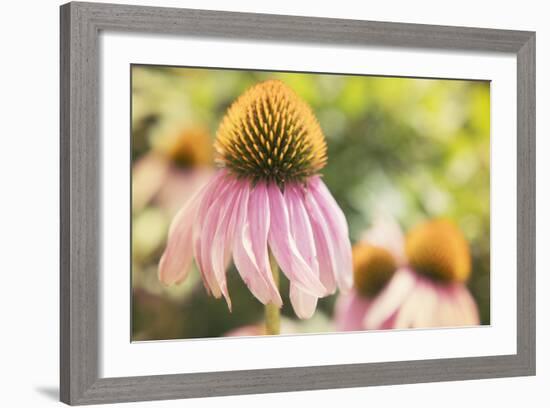 Echinancea Study II-Jason Johnson-Framed Photographic Print