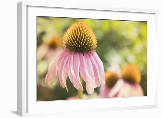 Echinancea Study II-Jason Johnson-Framed Photographic Print