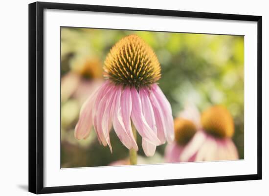 Echinancea Study II-Jason Johnson-Framed Photographic Print