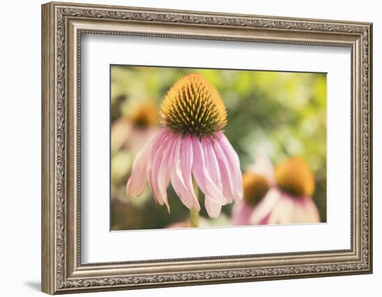 Echinancea Study II-Jason Johnson-Framed Photographic Print