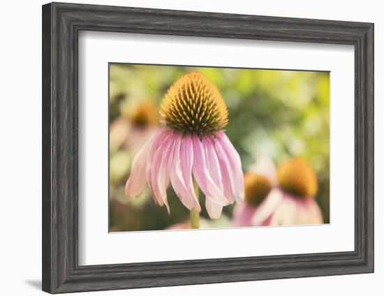 Echinancea Study II-Jason Johnson-Framed Photographic Print