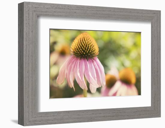 Echinancea Study II-Jason Johnson-Framed Photographic Print