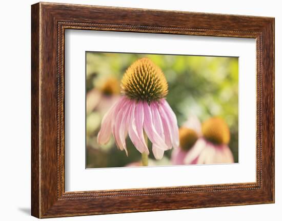 Echinancea Study II-Jason Johnson-Framed Photographic Print