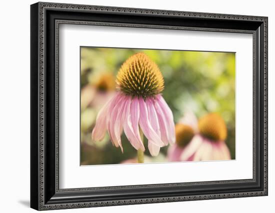 Echinancea Study II-Jason Johnson-Framed Photographic Print