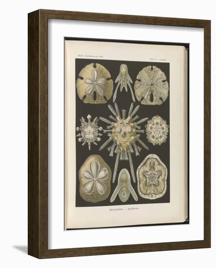 Echinidea: Sea Urchins and Sea Dollars, 1904 (Colour Litho)-Ernst Haeckel-Framed Giclee Print