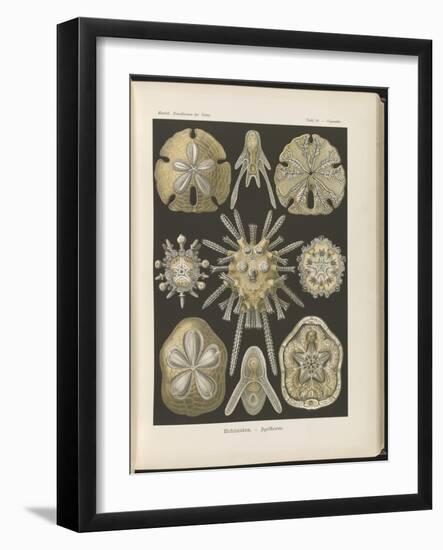 Echinidea: Sea Urchins and Sea Dollars, 1904 (Colour Litho)-Ernst Haeckel-Framed Giclee Print