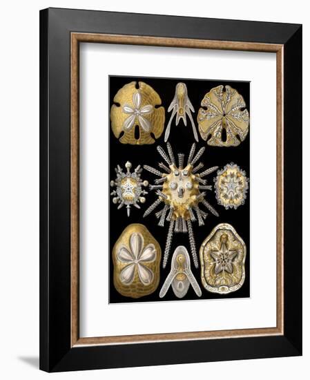 Echinidea-Ernst Haeckel-Framed Art Print