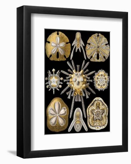 Echinidea-Ernst Haeckel-Framed Art Print