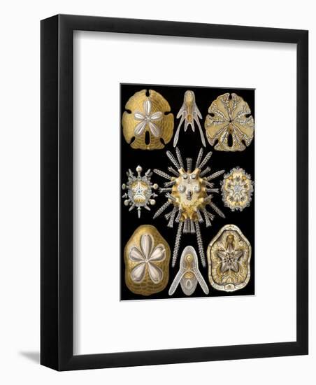 Echinidea-Ernst Haeckel-Framed Art Print