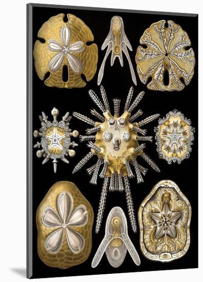 Echinidea-Ernst Haeckel-Mounted Art Print