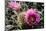 Echinocereus Engelmannii-Erika Craddock-Mounted Photographic Print