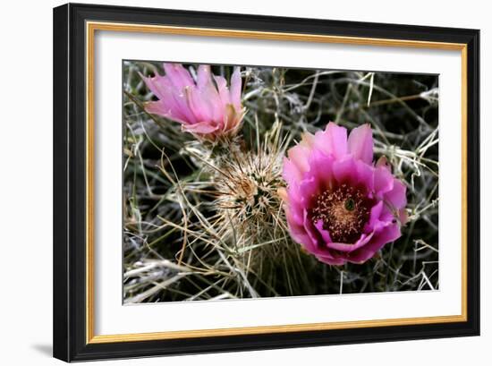 Echinocereus Engelmannii-Erika Craddock-Framed Photographic Print