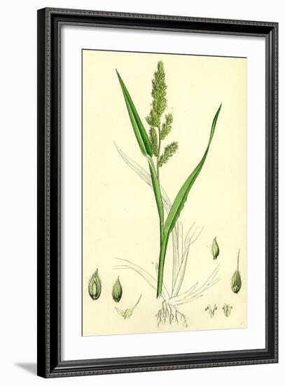 Echinochloa Crus-Galli Loose Panic-Grass-null-Framed Giclee Print