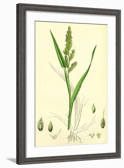 Echinochloa Crus-Galli Loose Panic-Grass-null-Framed Giclee Print