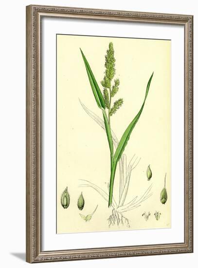 Echinochloa Crus-Galli Loose Panic-Grass-null-Framed Giclee Print