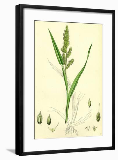 Echinochloa Crus-Galli Loose Panic-Grass-null-Framed Giclee Print