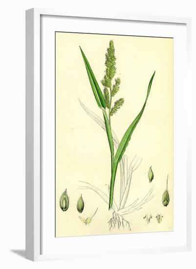 Echinochloa Crus-Galli Loose Panic-Grass--Framed Giclee Print