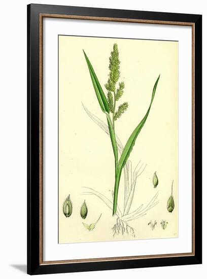 Echinochloa Crus-Galli Loose Panic-Grass-null-Framed Giclee Print