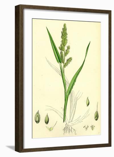 Echinochloa Crus-Galli Loose Panic-Grass-null-Framed Giclee Print